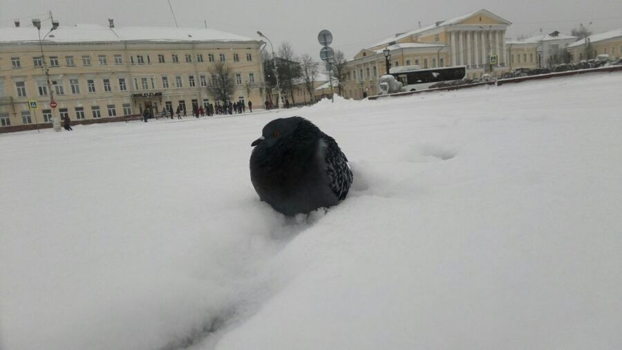 Трескучие морозы будут держаться в Костромской области еще долго