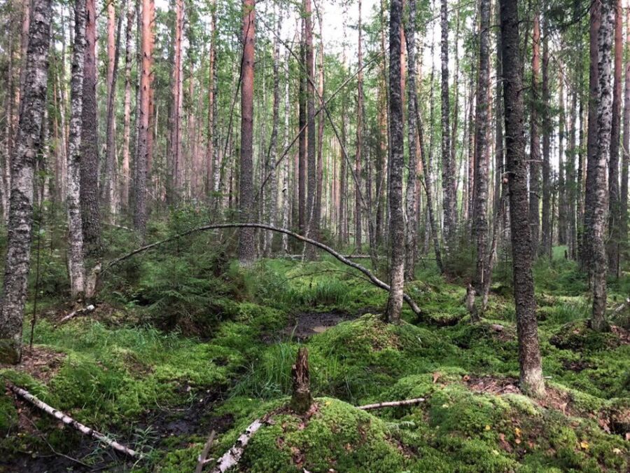 Костромской лесничий не заметил исчезновения леса на 2 миллиона рублей