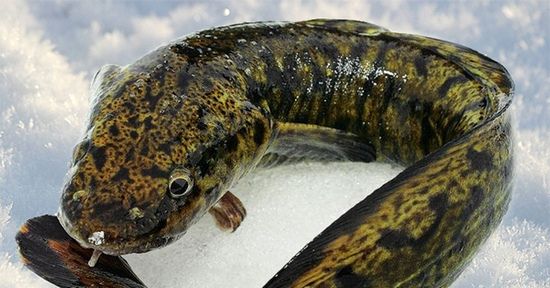 Уникальную рыбу запретили ловить в Костромской области