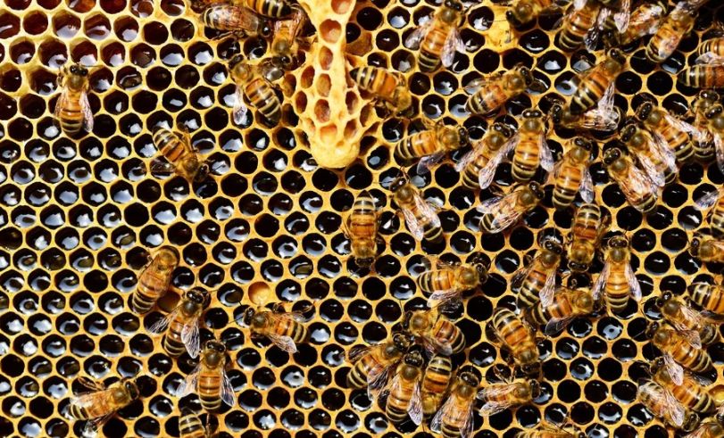 Депутаты попросили не вводить социальную дистанцию для костромских пчел
