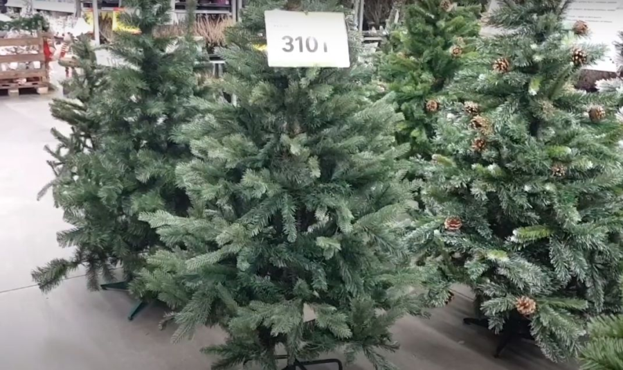 Костромичам рассказали, как выбрать идеальную новогоднюю елку