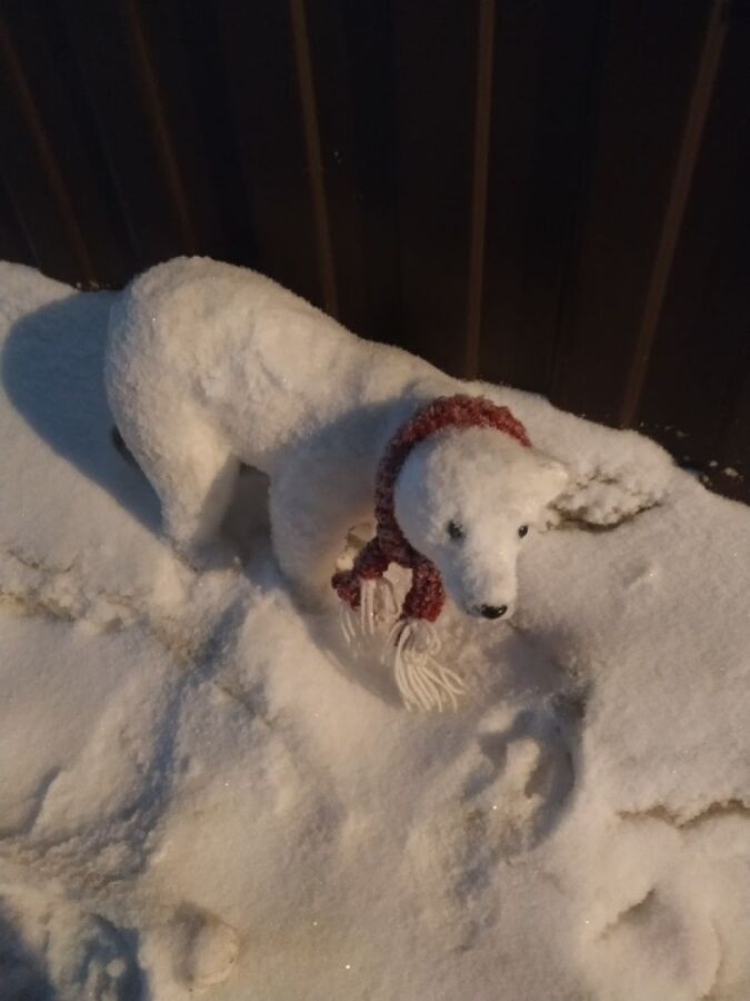 Милого белого медвежонка обнаружили на улице в Костроме
