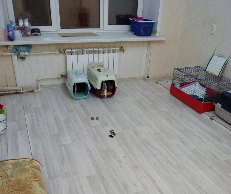Бездомных котят заселяют в отдельные комнаты в общежитиях Костромы