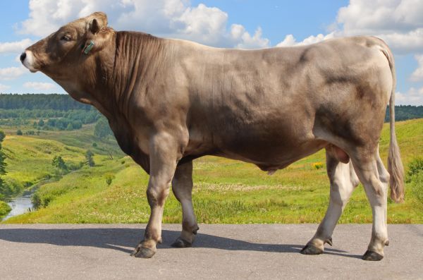Анализ ДНК легендарных костромских коров  показал удивительные результаты
