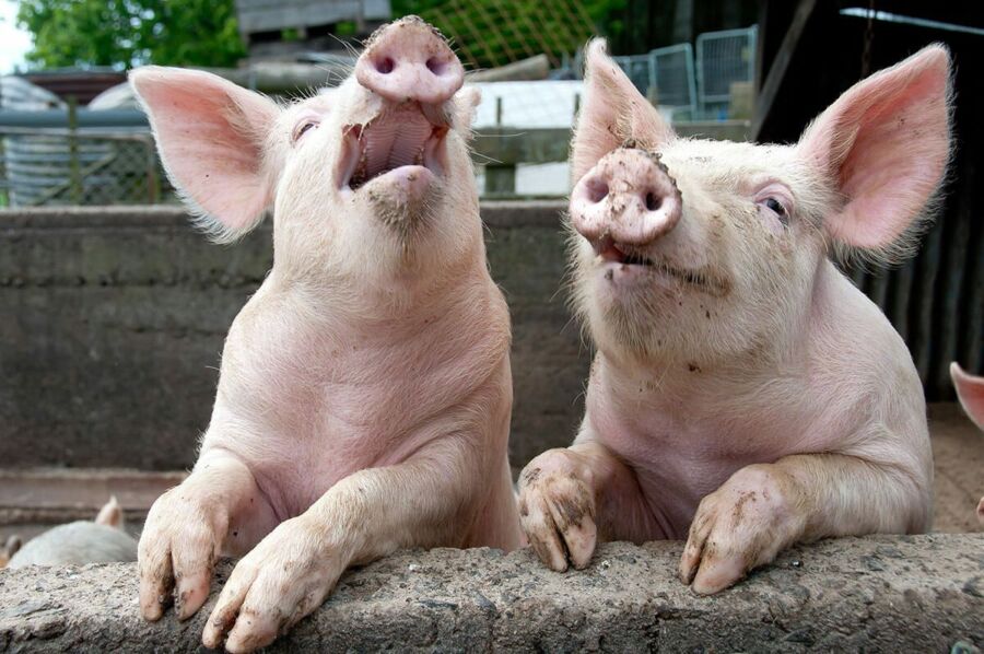 Год коронавируса стал временем процветания костромских свиней