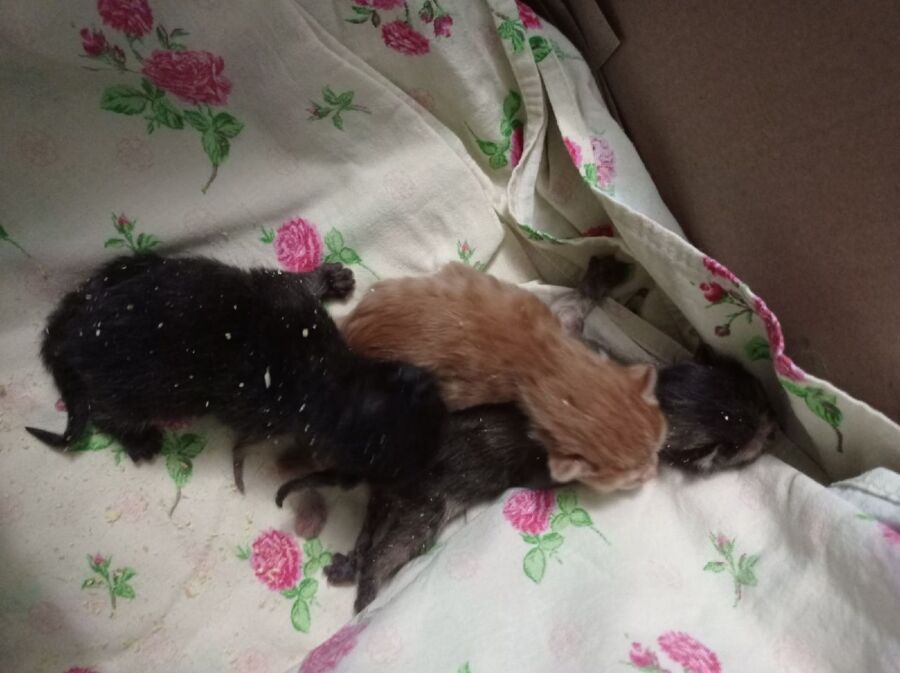 В Шарье новорожденных котят выкинули на мороз и забросали мусором