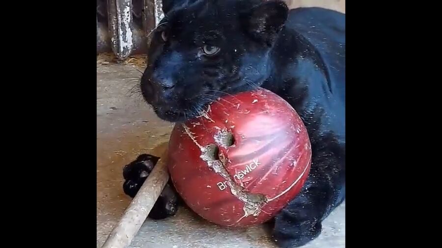 Черная пантера из Костромы стала звездой соцсетей после игры в боулинг
