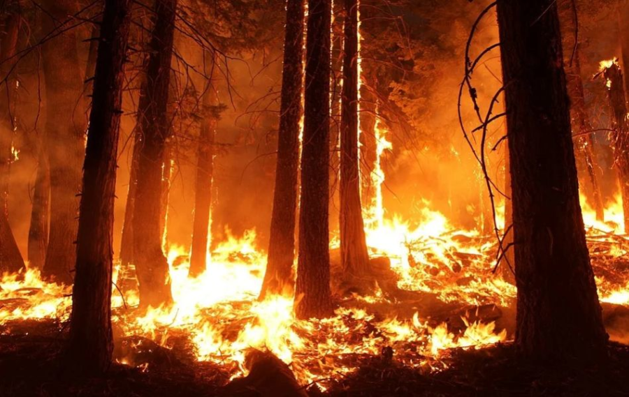 Костромские леса могут начать гореть уже в апреле