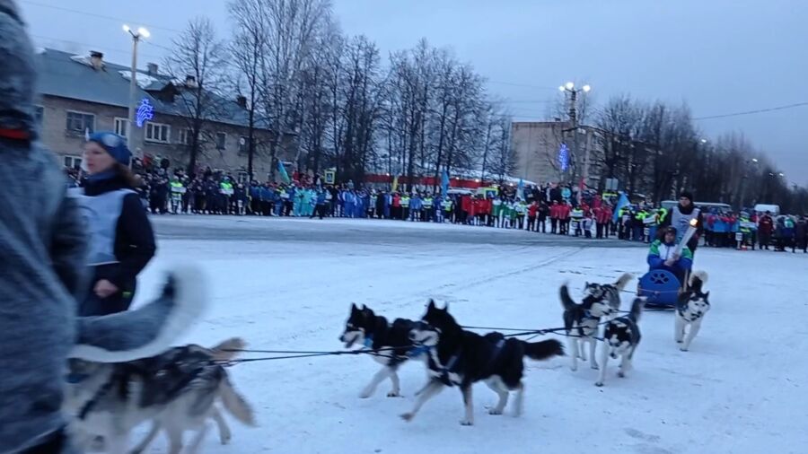 Олимпийский огонь в Костромской области привезли собаки