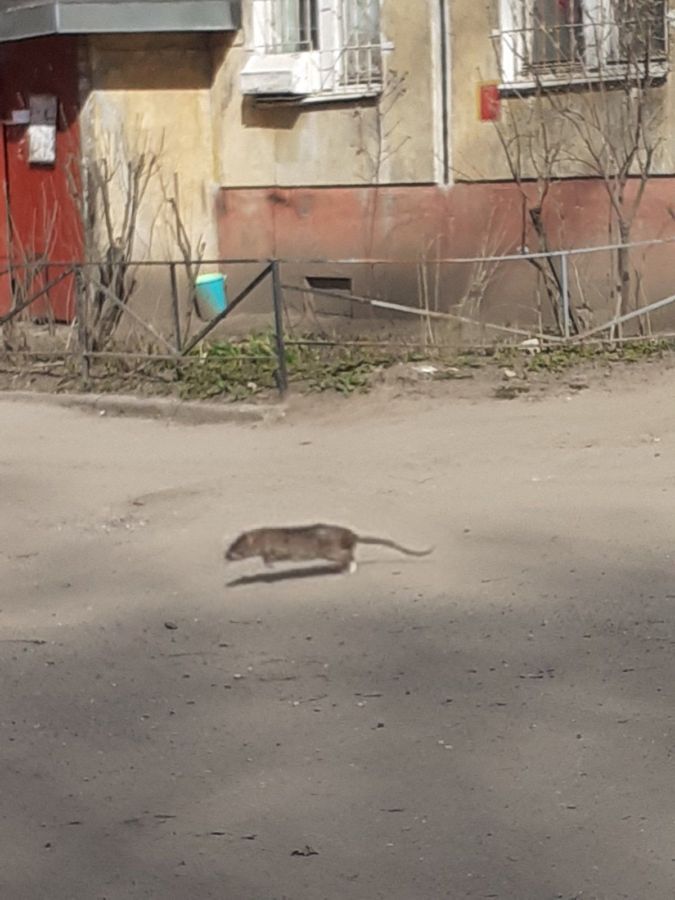 Хитрым крысам в Костроме подложили жирную свинью