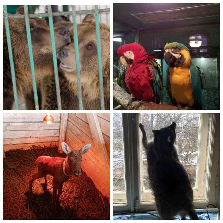 Голод попугаев, тоска енота и любовные записки медведю: как изменилась жизнь костромских животных на изоляции