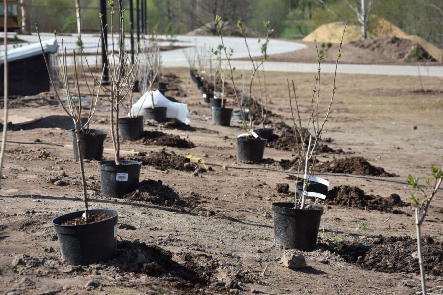 900 новых деревьев посадят в Костроме за три недели