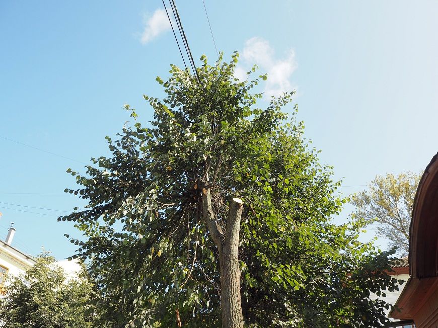 Жителей Костромской области запугивают страшные корявые деревья