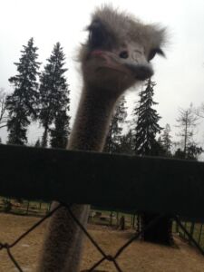 Животные отпраздновали новоселье в костромском зоопарке