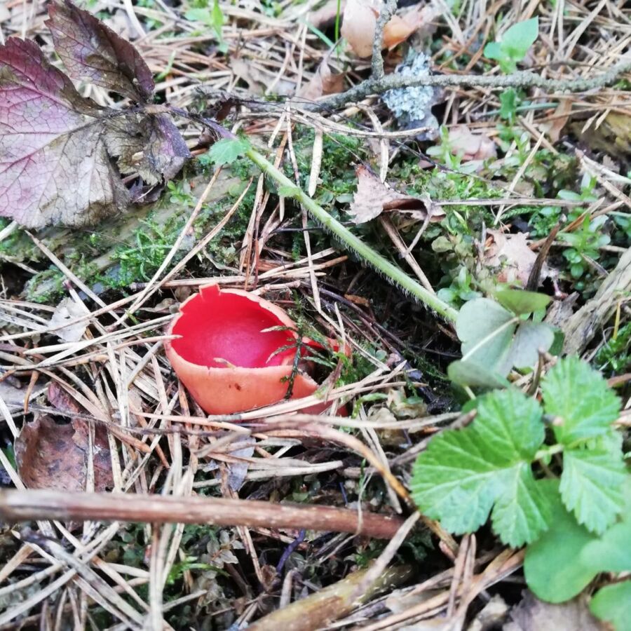 Странный ушастый гриб обнаружили в парке Костроме