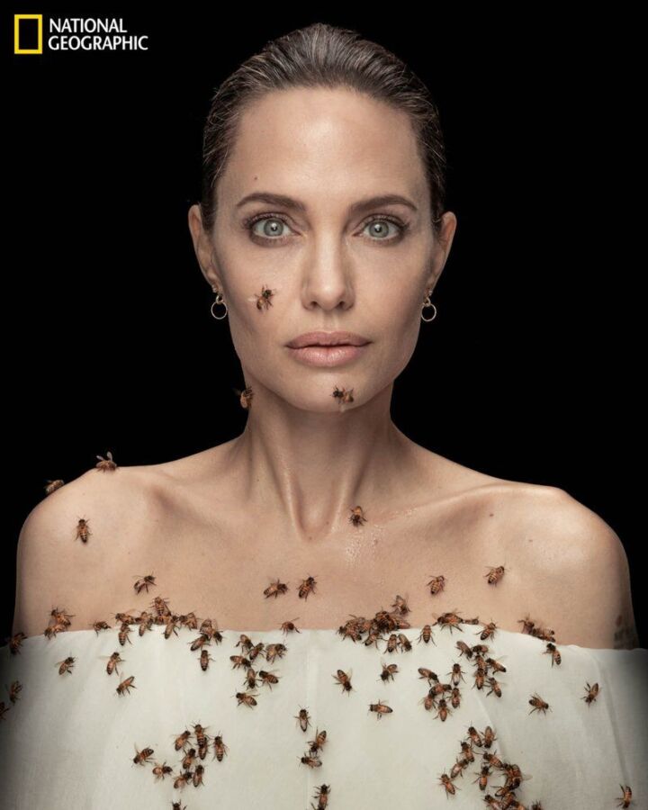 Костромичи решили защитить пчел по примеру Анджелины Джоли