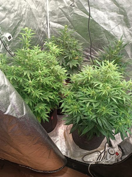 выращивать марихуану на подоконнике