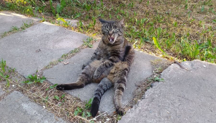 Костромские коты в невероятных позах протестуют против дикой жары