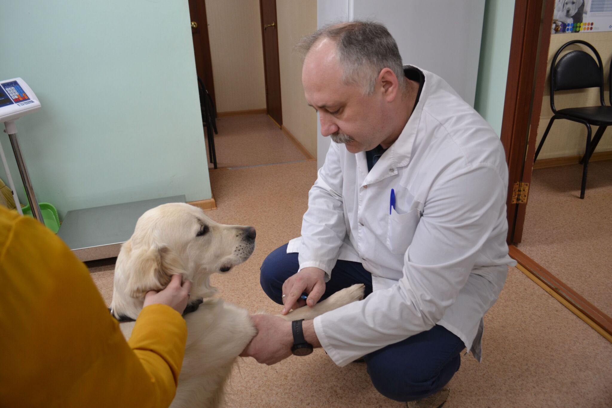 Ветеринарная клиника на галичской кострома. Ветврач кострома. Ветклиника кострома на костромской. Инна шамотенко кострома. Ветврач кострома.
