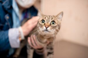 Ветеринарный центр «Мир животных»: «Наши специалисты лечат даже самые запущенные болезни»