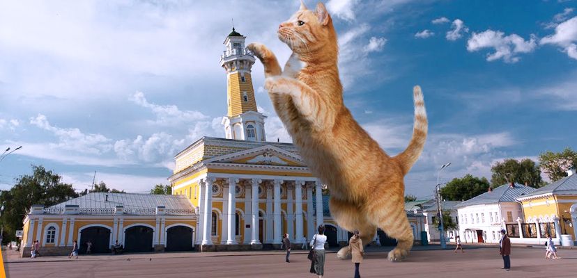 Костромичи возмущены отсутствием кота на выборах губернатора