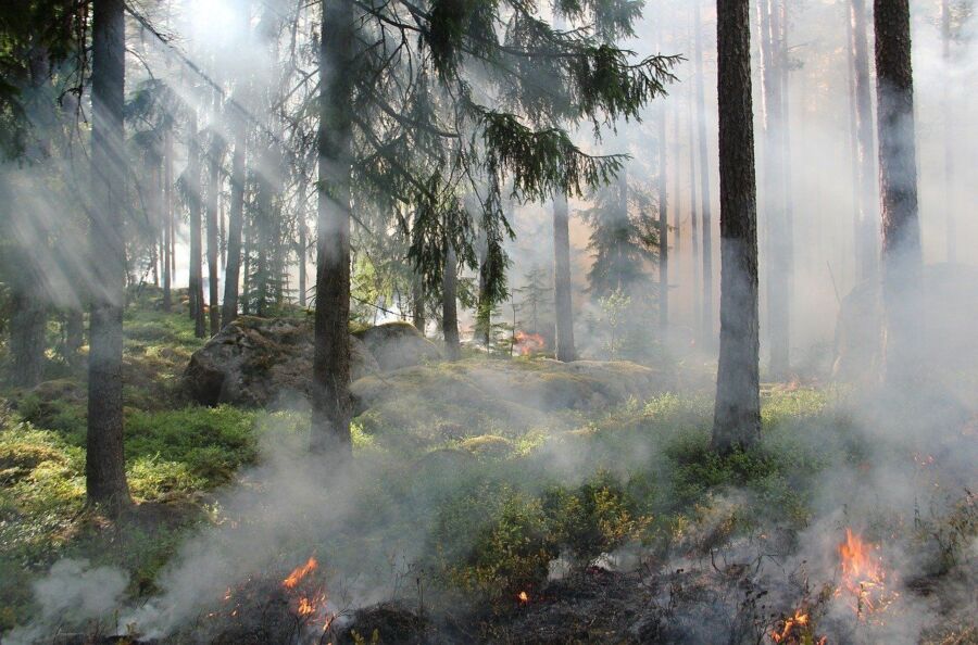 Лесной пожар в Костромской области тушили 6 часов