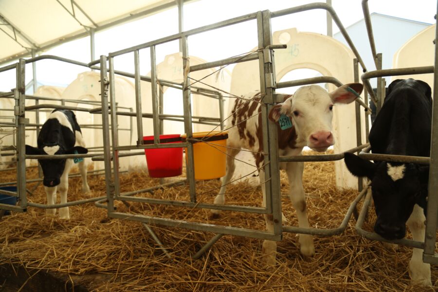 Корова устроила прецедент в костромском суде
