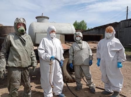 Африканская чума свиней проникла в Костромскую область