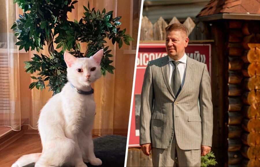 Бездомный кот захватил дом костромского депутата и замурлыкал