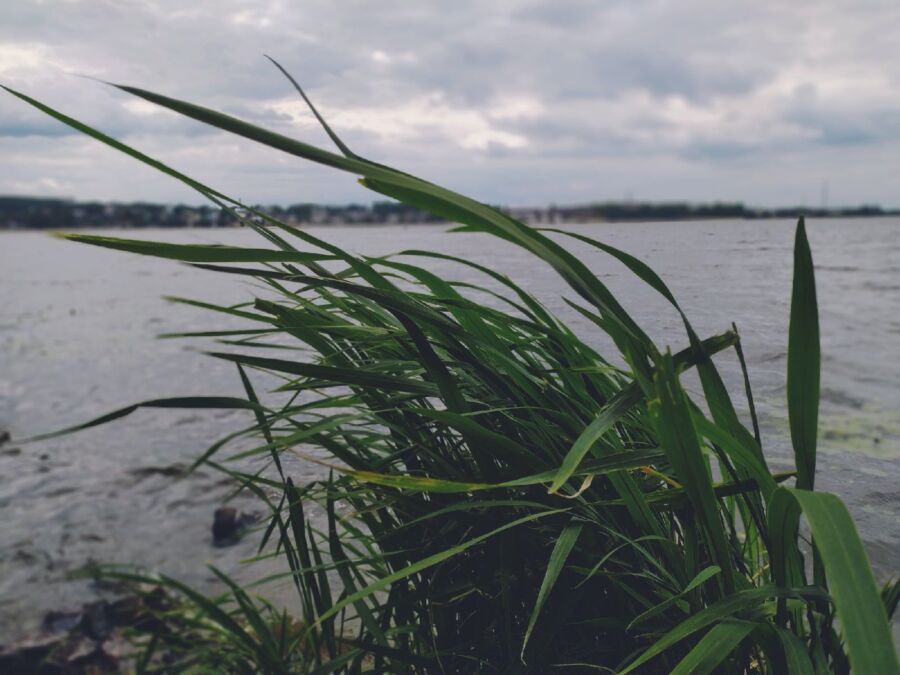 Сильнейший ветер и жара: в Костромской области вводят режим повышенной готовности