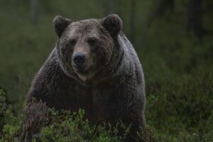 Бегающих за детьми медведей взяло на контроль костромское охотуправление