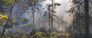 Спасли лес от пожара