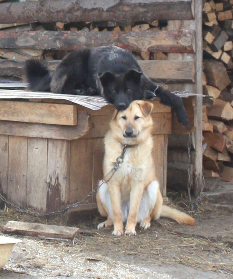 Костромской приют для собак и котов рассказал о бедственном положении
