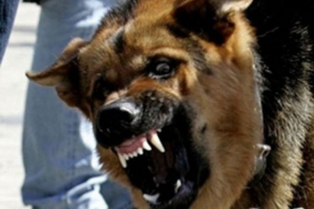 Костромские полицейские сражались со злым псом ради поимки преступника