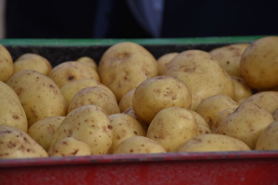 Костромские студенты зарабатывают на собранной картошке тысячу рублей в день