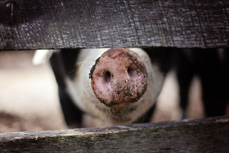 Бьют тревогу: чума свиней нависла над крупными костромскими предприятиями