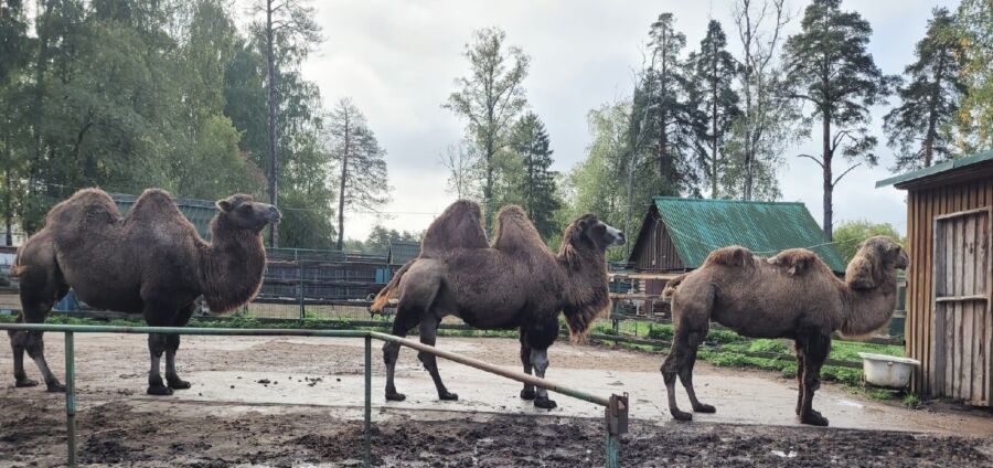 Дисциплинированные верблюды в Костроме показали людям, как надо вести себя в поликлинике