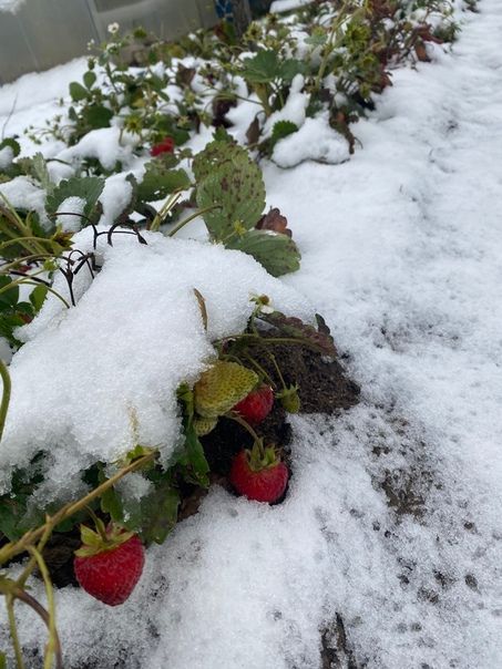 Костромские огородники хвастаются снегостойким урожаем