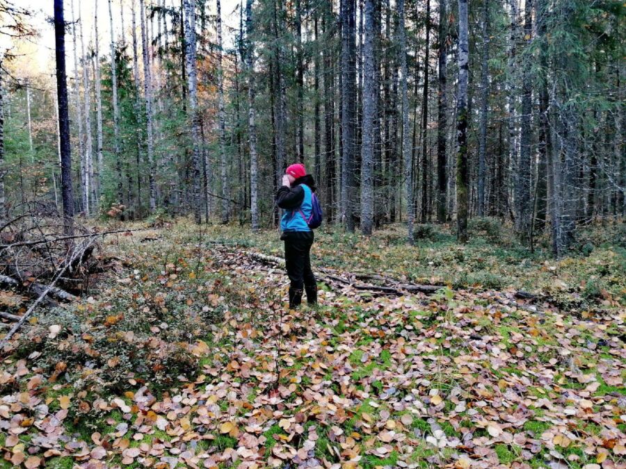 Больше ста человек пропали в костромских лесах за один месяц
