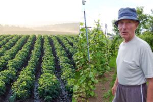 Костромич вырастил на 1 гектаре 600 центнеров картошки