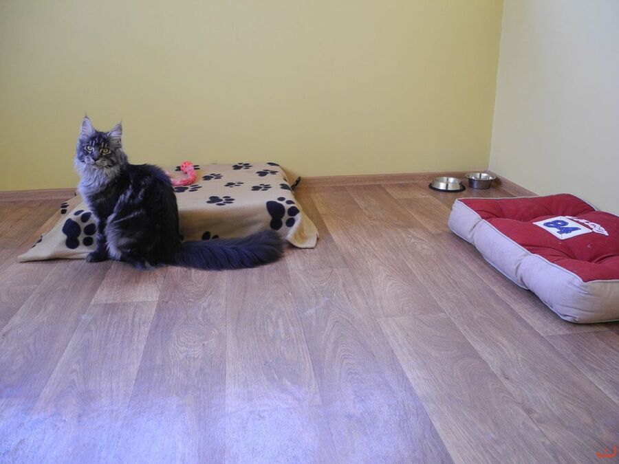 Бездомным котам в Костроме решили снимать отдельную квартиру