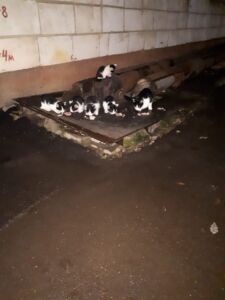 Демографический взрыв у больницы в Костроме: массово рожают кошки