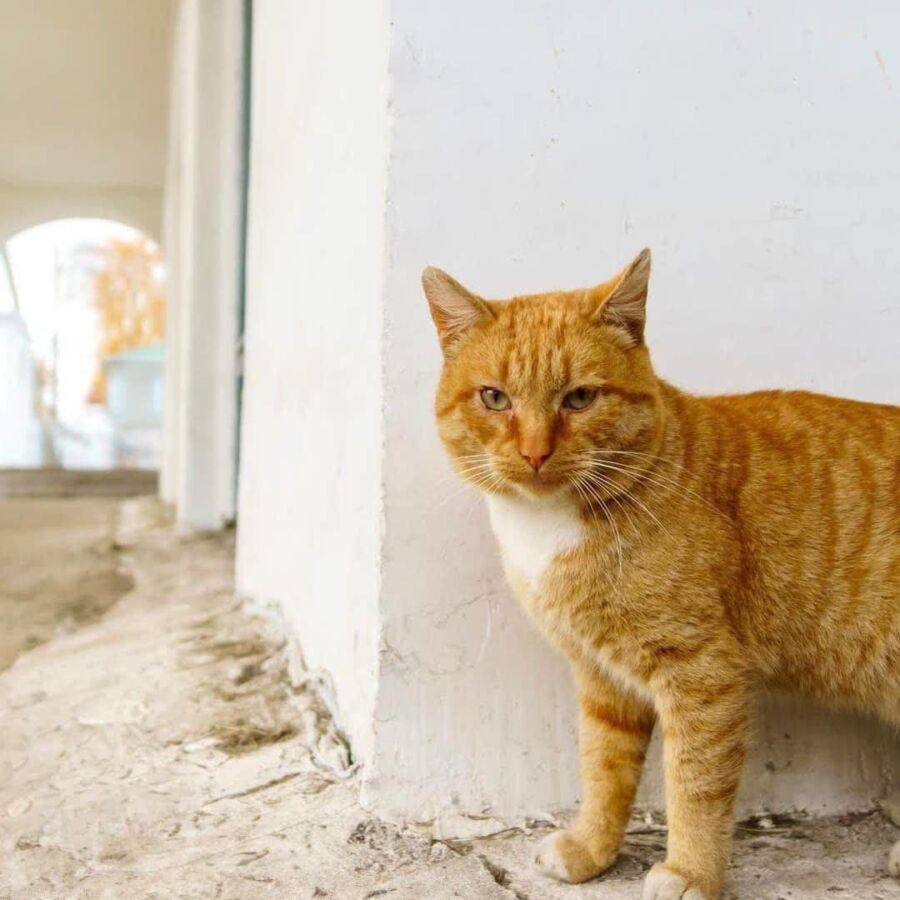 Известный путешественник помог разоблачить хитрого костромского кота Гарфилда