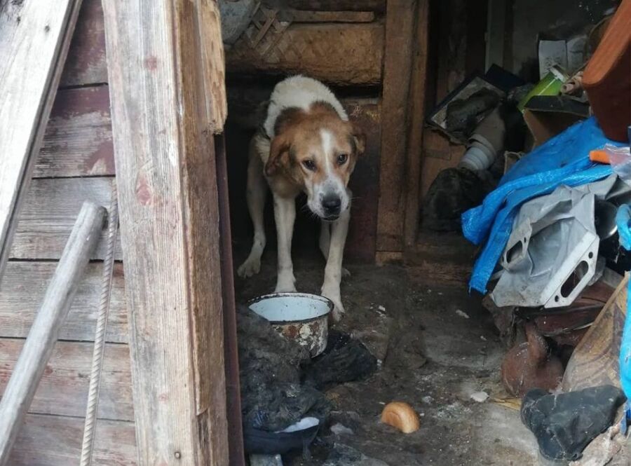 Собака в Костроме погибала от голода около тела мертвого хозяина