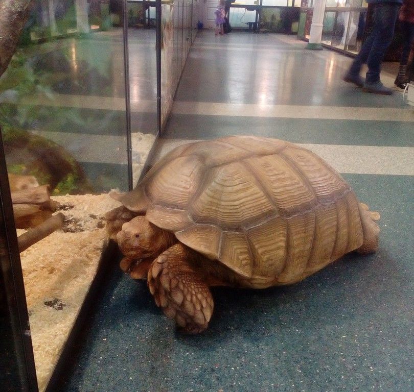 Третья по величине в мире черепаха исчезла из Костромы