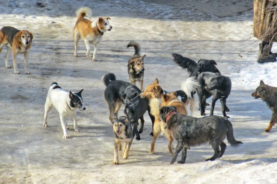Следователи проводят проверку после нападения собак на детей в Костроме