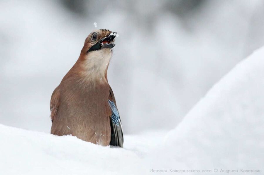 Костромской заповедник опубликовал подборку фотографий зимующих птиц: любуемся