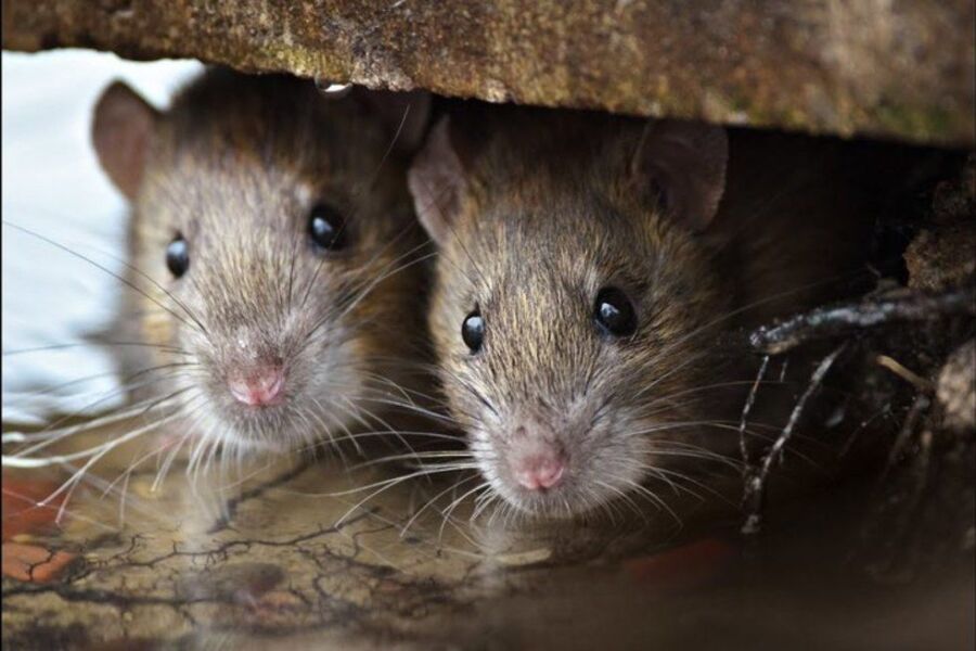 Костромской бухгалтер сообщила, что недостачу в 200 тысяч съели мыши