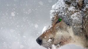Костромичам выплатили больше 2 миллионов рублей за отстрел волков