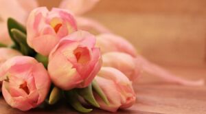 Стала известна стоимость тюльпанов и роз в Костроме